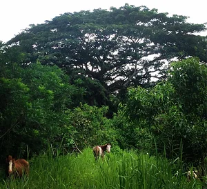 El Retiro Finca Agroecológica