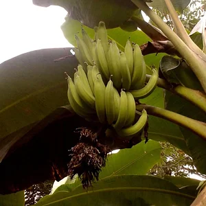 El Retiro Finca Agroecológica
