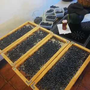 Permacultura do Pobre