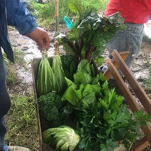 Universidad del Medio Ambiente México - CIAMA