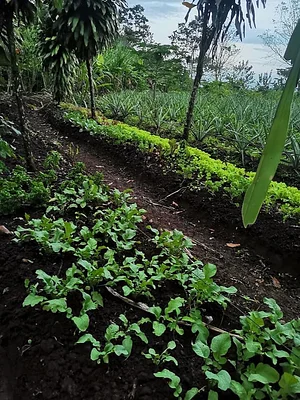 Finca Agroecologica Vivencias Campesinas​