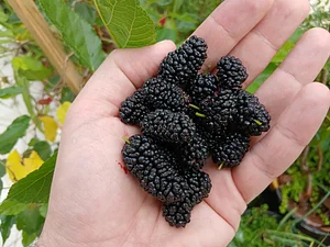 First mulberry harvest of the year.