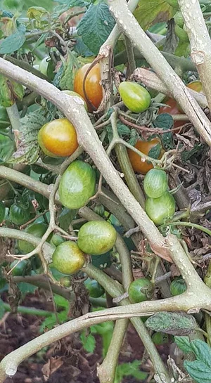Horta Comunitária do Sudoeste