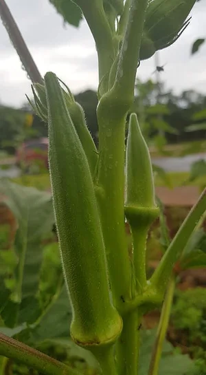 Horta Comunitária do Sudoeste