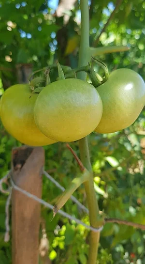 Horta Comunitária do Sudoeste