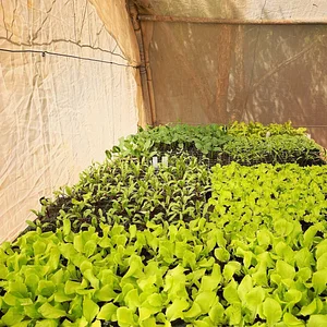 Akal Ferme en Permaculture