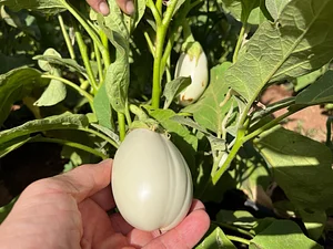 Akal Ferme en Permaculture