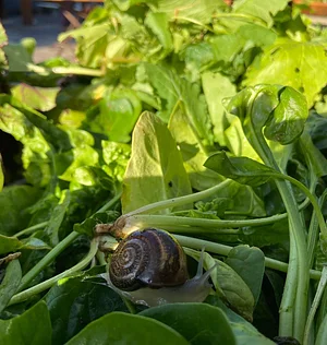 Akal Ferme en Permaculture