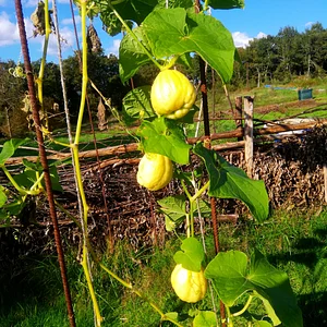 Chayote