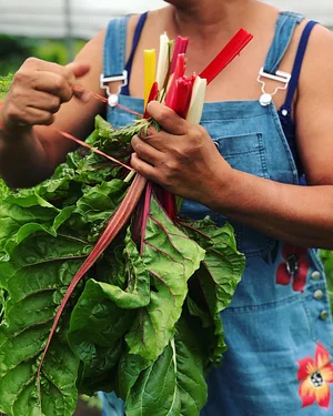Jody's Farms