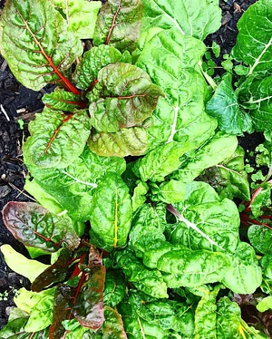Jody's Farms