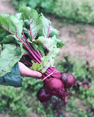 Jody's Farms