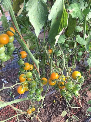 Jody's Farms