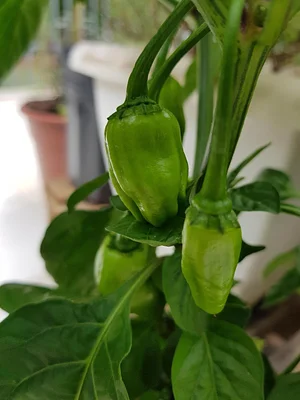 Pequena Horta em Casa