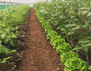 Ridgedale Farm