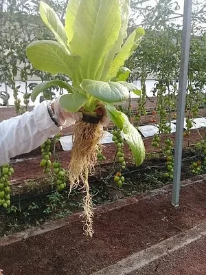 Enraizando Espacios 2