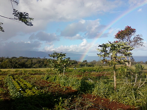 Kolea Farm