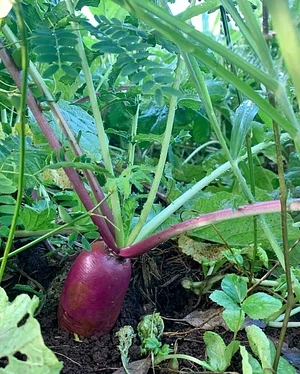 Kolea Farm