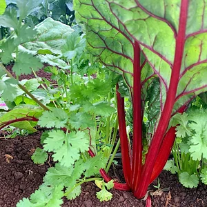Kolea Farm