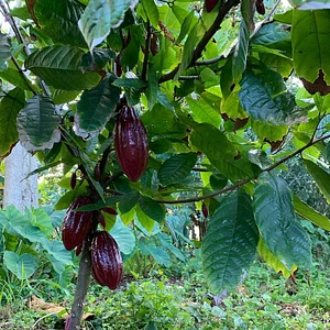 Kolea Farm