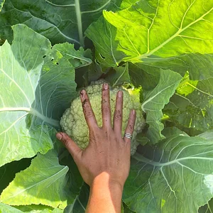 Kolea Farm