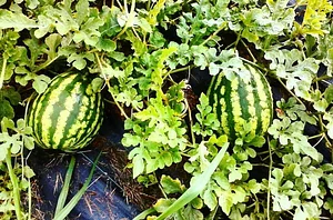 Kolea Farm