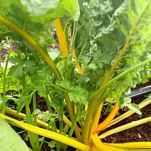 Kolea Farm