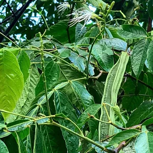 Permaculture at Kolea Farm