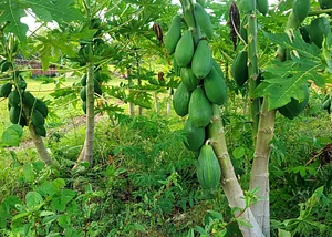 Kolea Farm