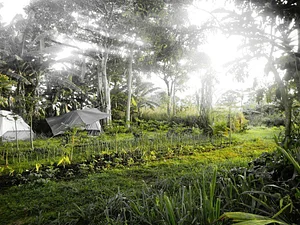 Kolea Farm