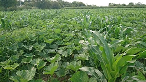 Feria Agroecológica de Córdoba 10