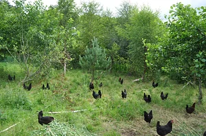 Tap o' Noth Farm