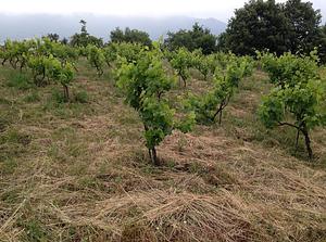 Belentepe Permaculture Practice and Wildlife Farm