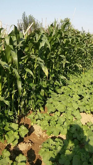 Belentepe Permaculture Practice and Wildlife Farm