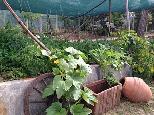 Belentepe Permaculture Practice and Wildlife Farm