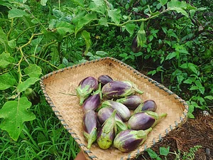 Green Warrior Eco-Farm