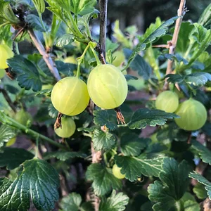 Hildaberry Permaculture Farm & Nursery