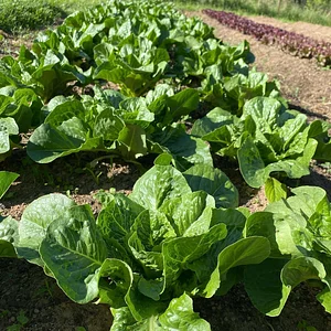 Hildaberry Permaculture Farm & Nursery