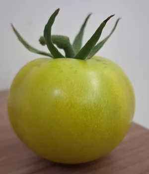 First Tomato of the Season