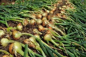 Tap o' Noth Farm