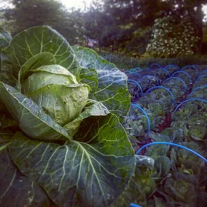 Tap o' Noth Farm