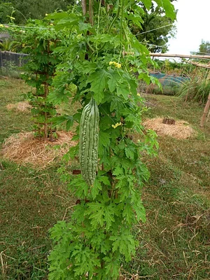 Green Warrior Eco-Farm