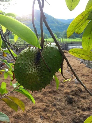 Green Warrior Eco-Farm