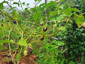 Green Warrior Eco-Farm