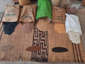 Rede de troca de Sementes Tradicionais - Foto 1