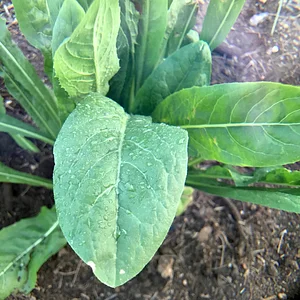 El Campanario - Finca Agroecológica