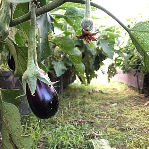 El Campanario - Finca Agroecológica