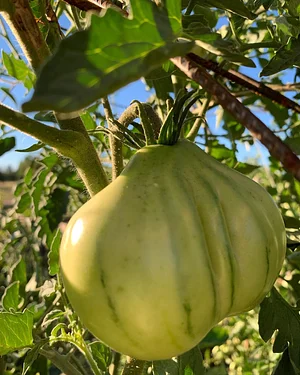 El Campanario - Finca Agroecológica