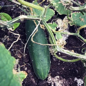 Moyo Farm