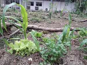 MUDA UFRJ - Mutirão de Agroecologia